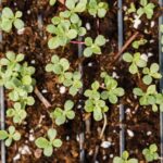 Unlocking the Power of Microgreens: Incredible Benefits for Your Health